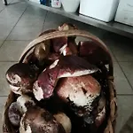 Caracas Gæstehus Lorica