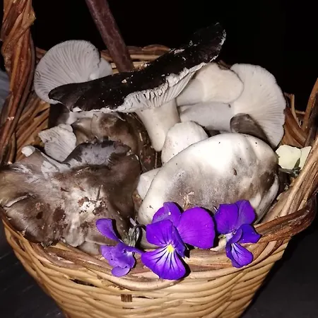 Gasthof Caracas Lorica