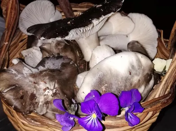 Vendégház Caracas Lorica