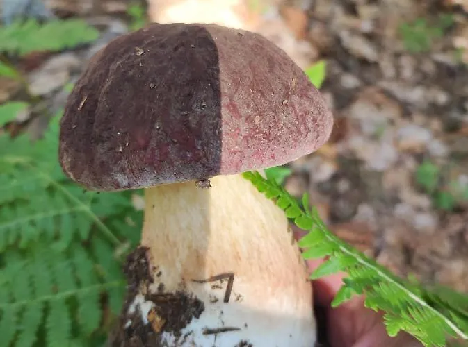 Caracas Vendégház 3*