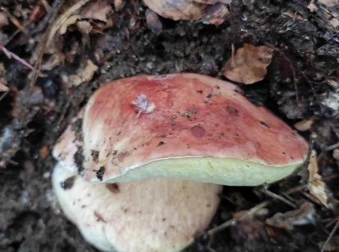 Caracas Vendégház 3*