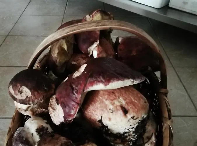 Caracas Vendégház Lorica