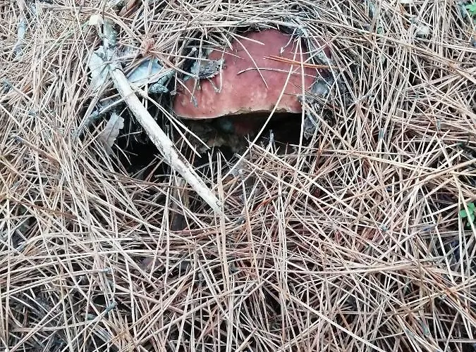 Vendégház Caracas 3*